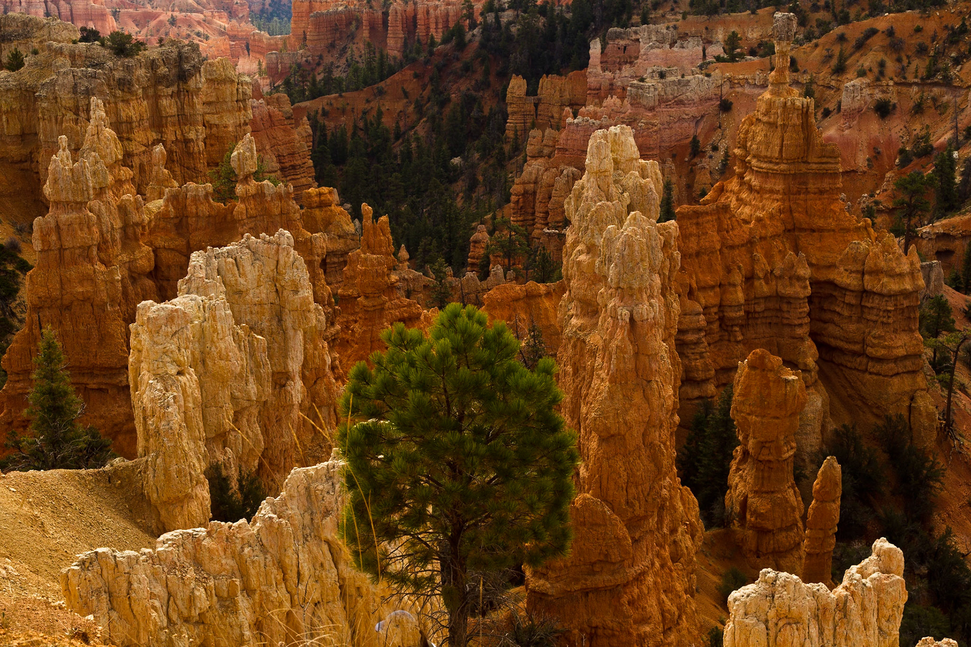 Bryce NP Utah
