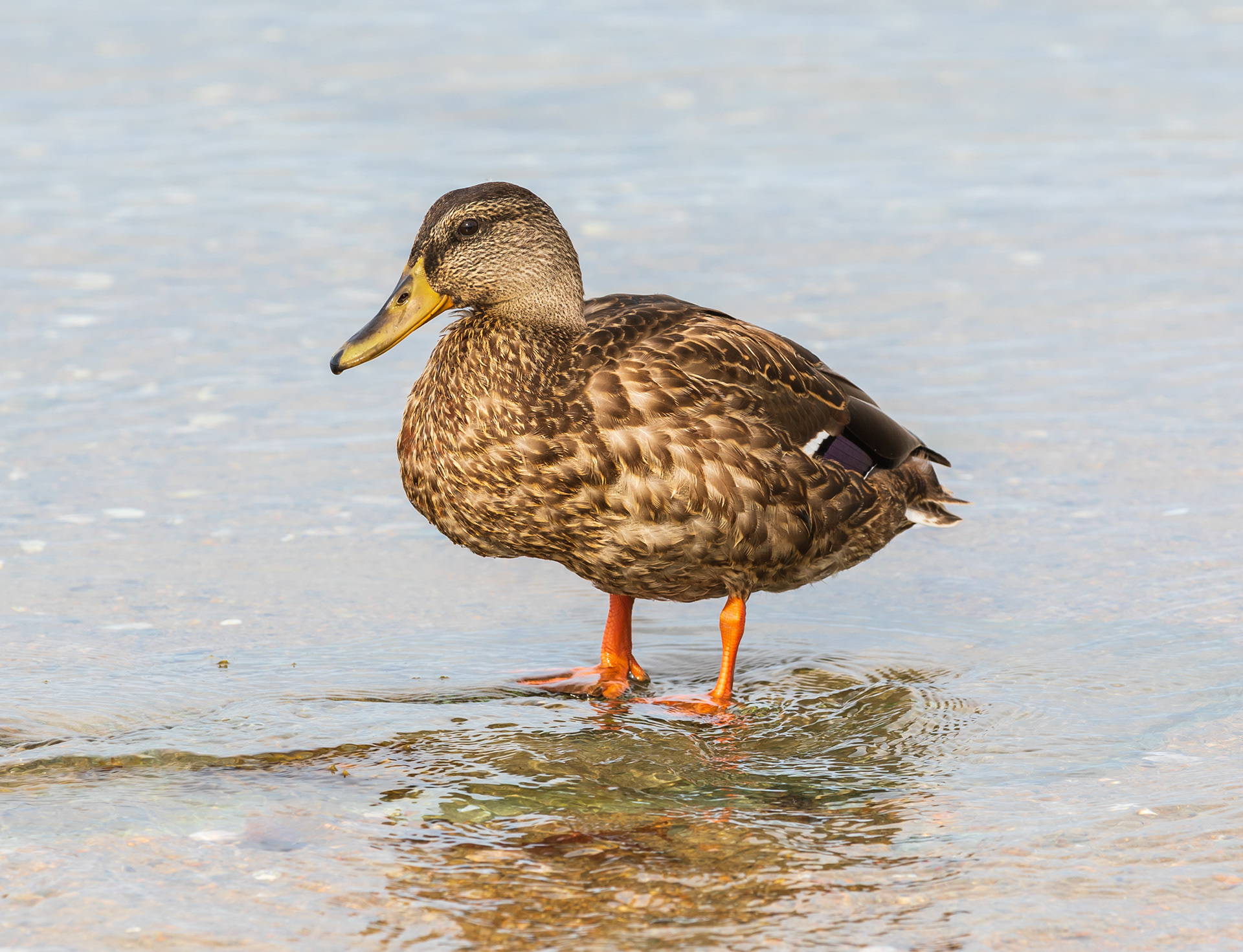 Friendly little duck at Fort Adams beach, Newport RI