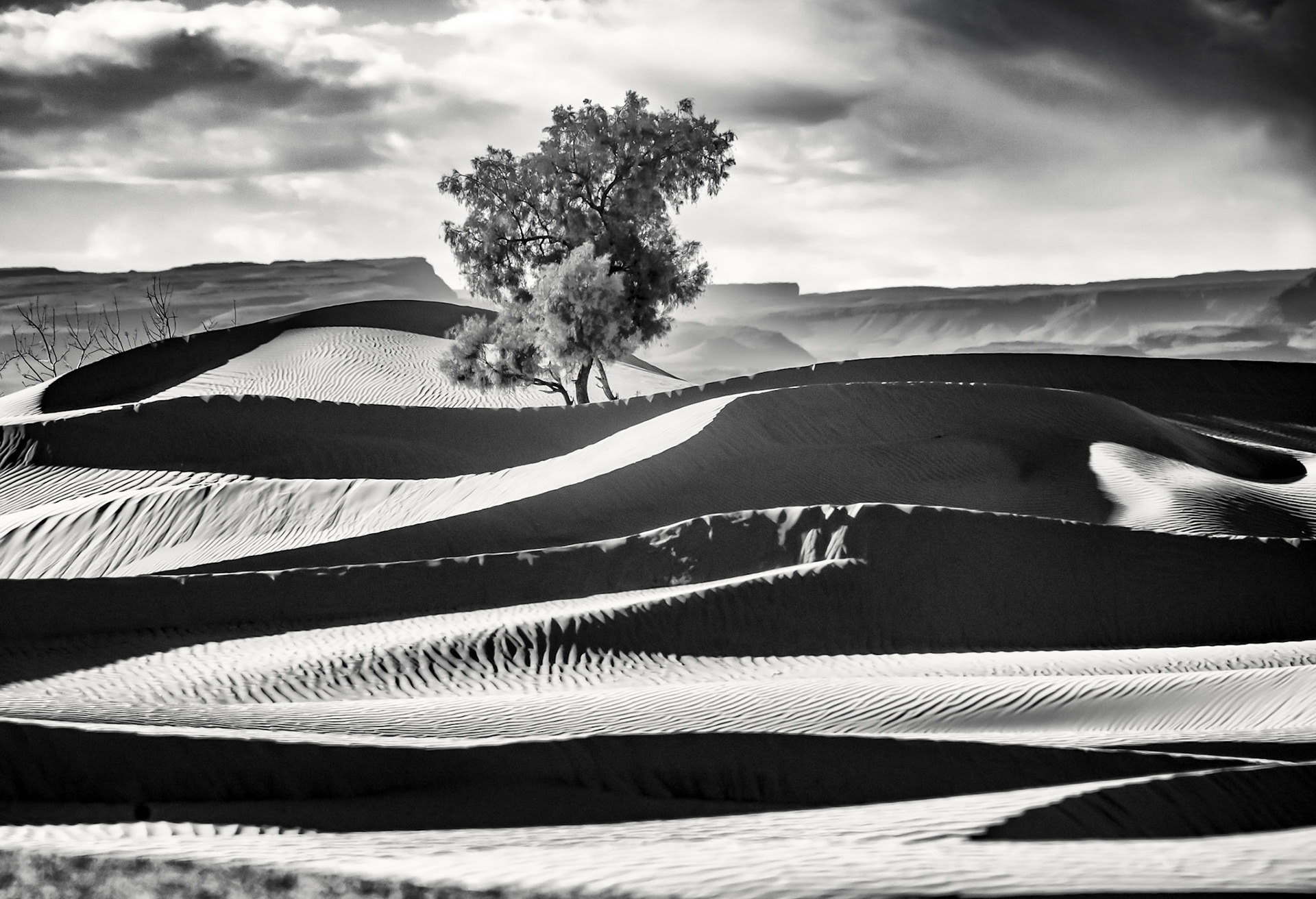 53. Lone Tree