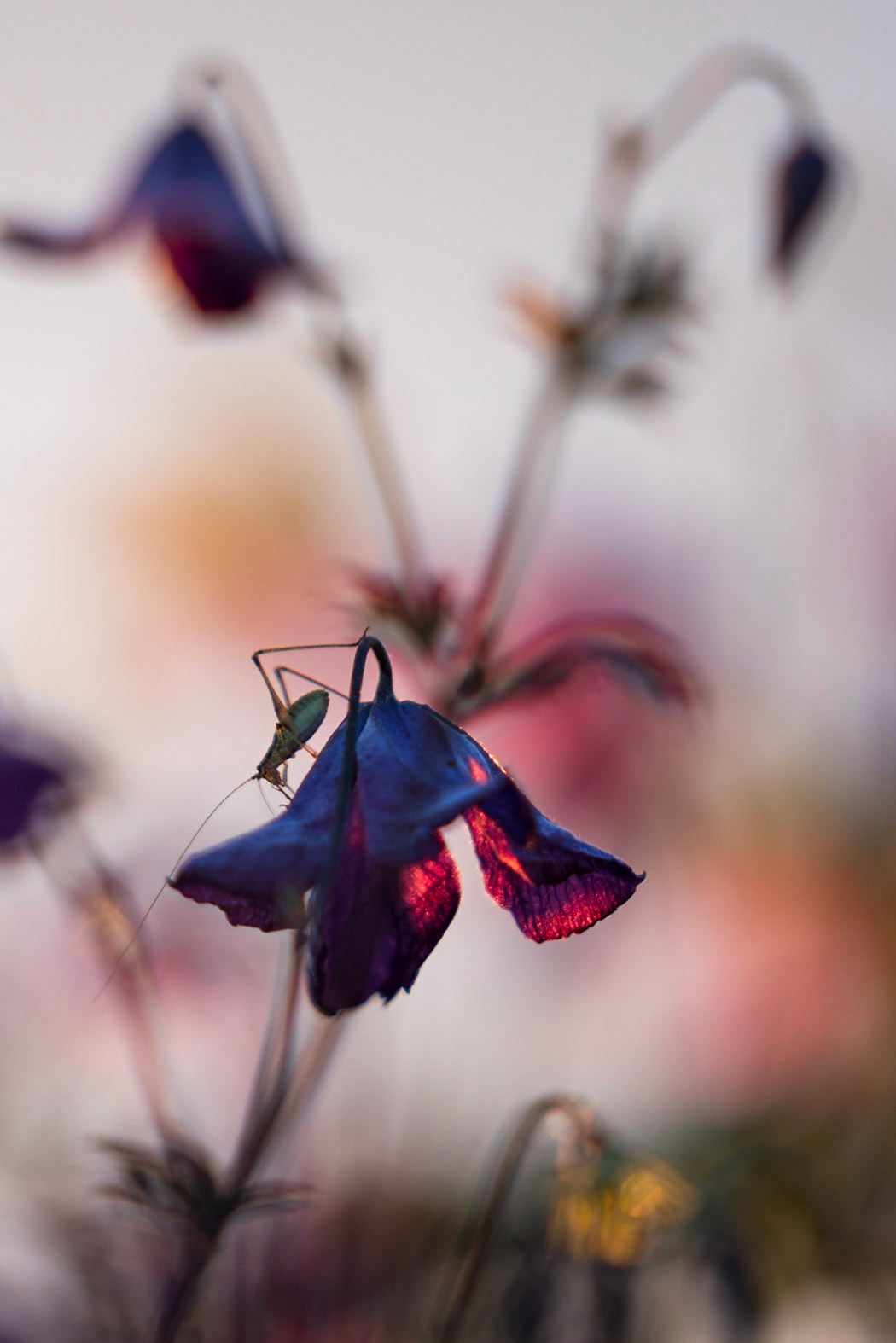 Clematis | Juni 2018