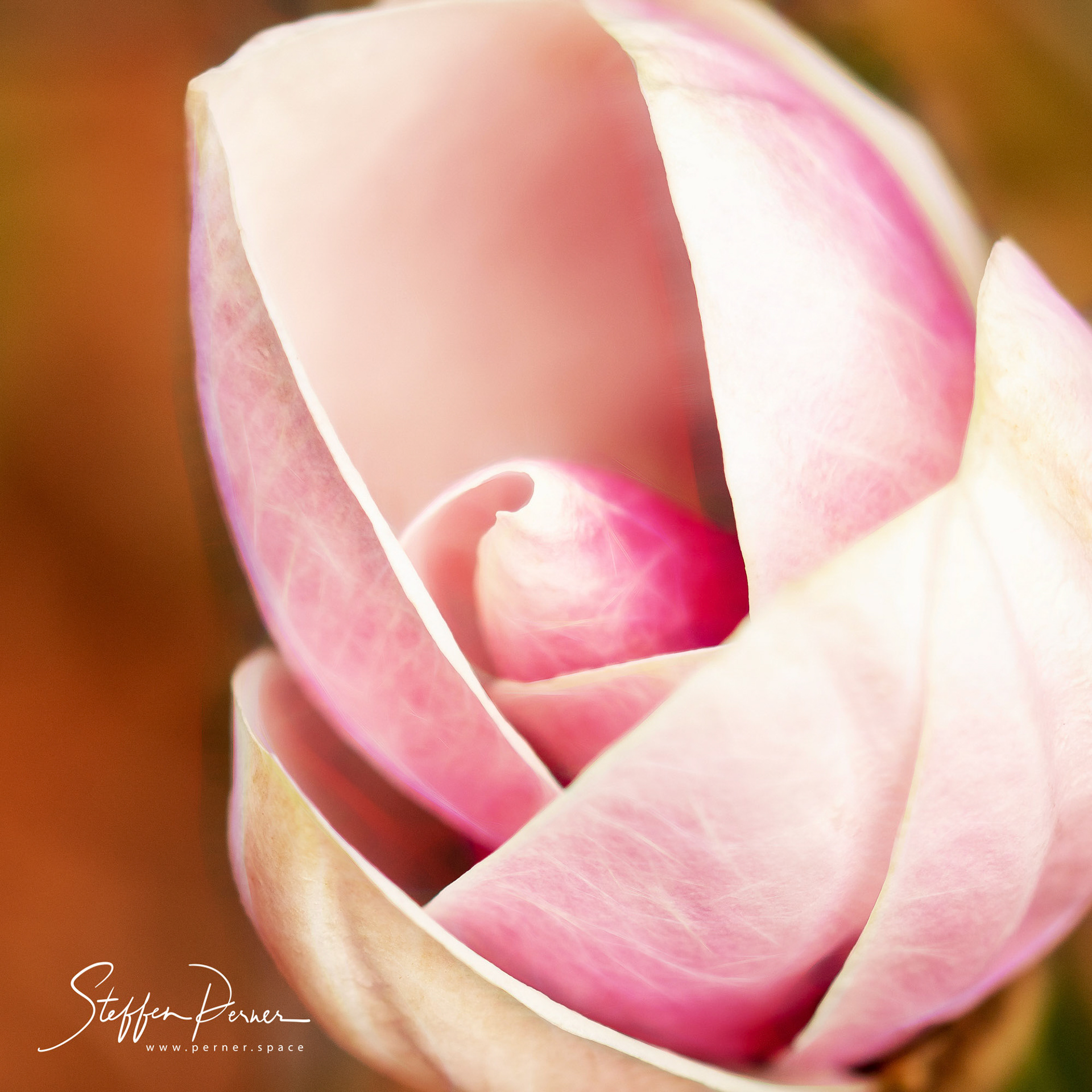 Magnolia, Macro