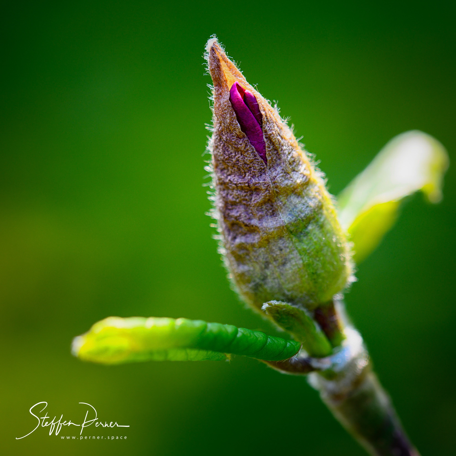 Magnolia