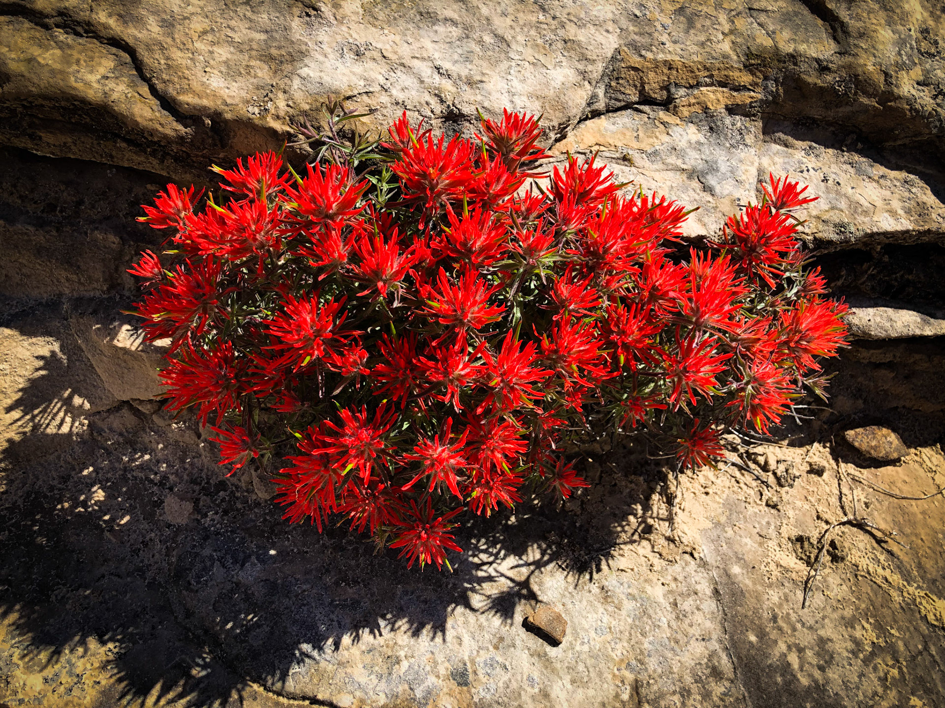 Desert paintbrush