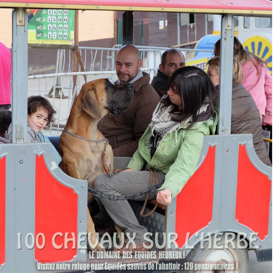 Les chiens sont nos amis et ont droit également à une place dans nos trains