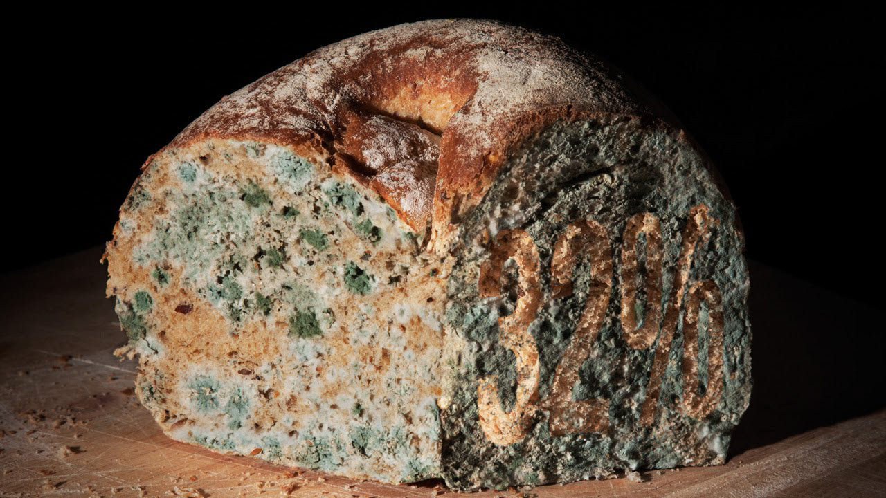 Restoring Our City Moldy Bread