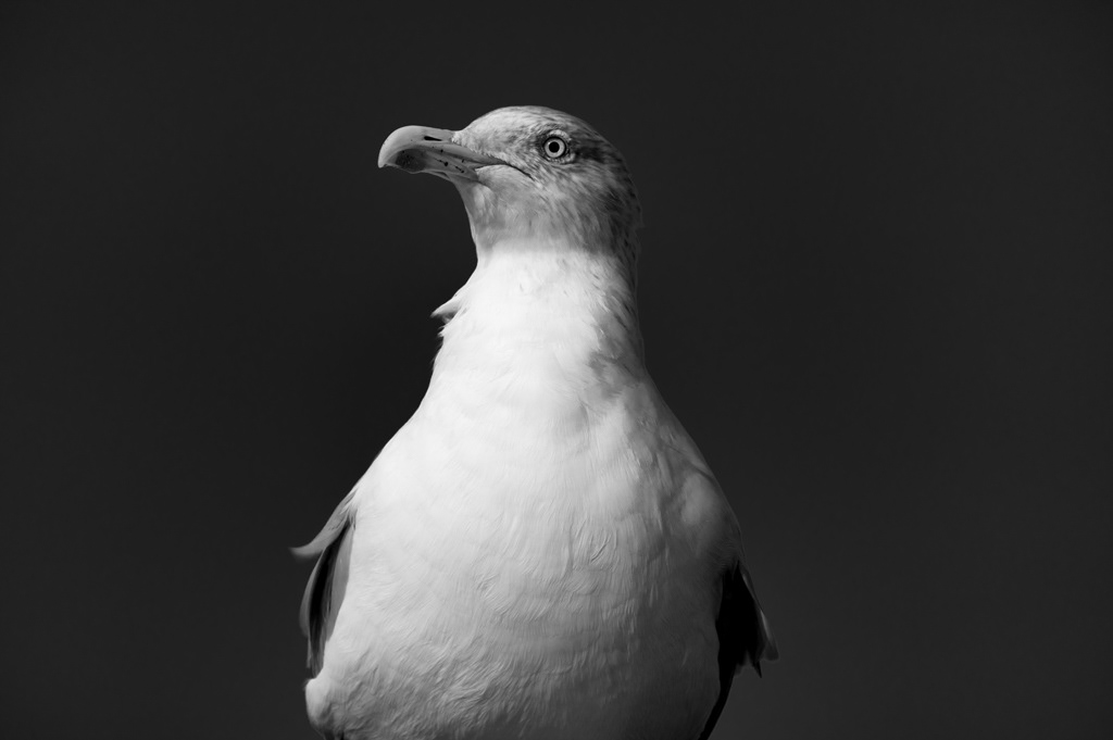Gull