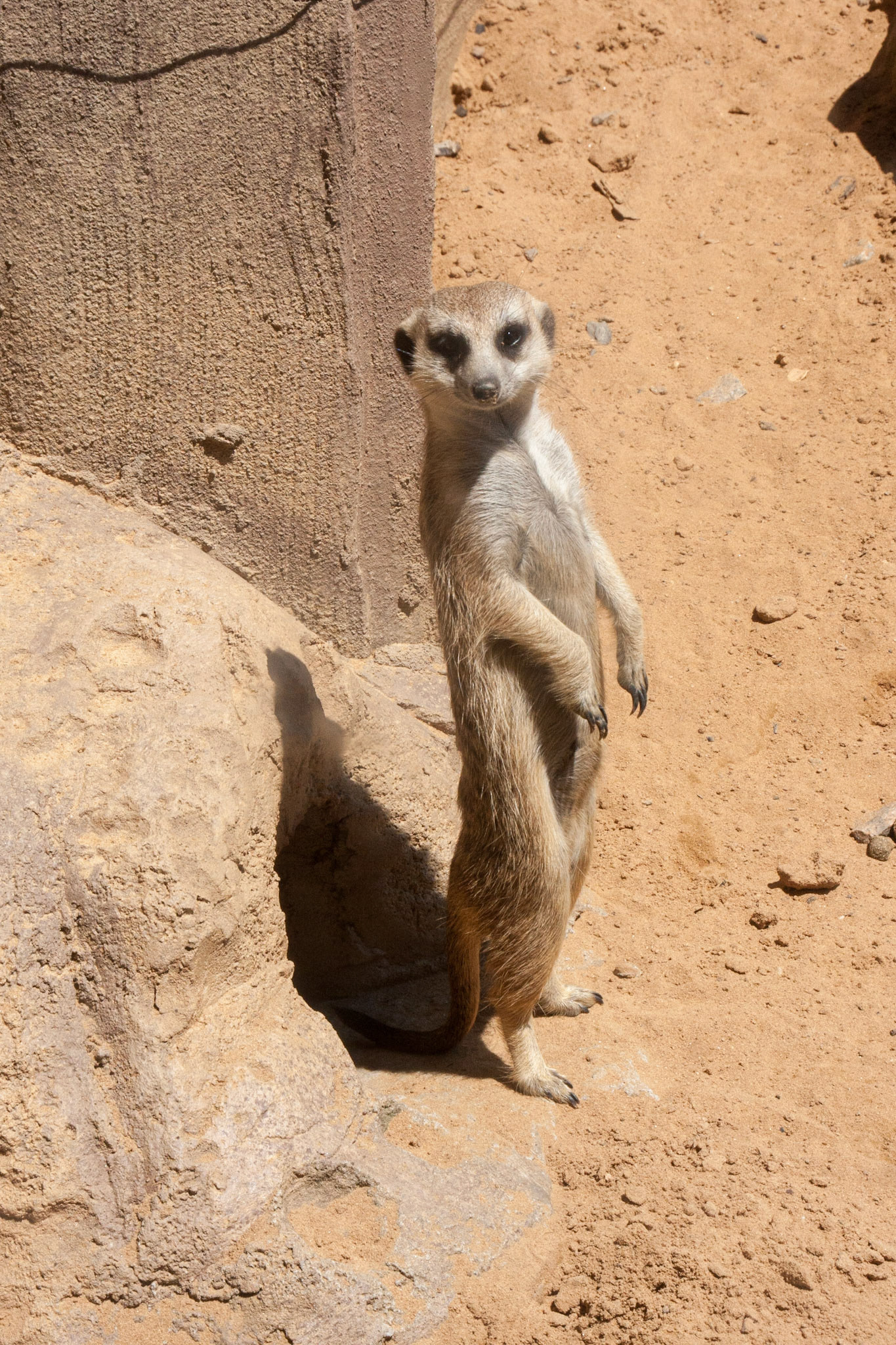 Meercat on guard