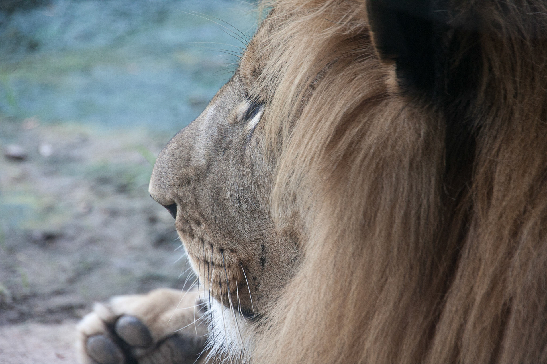Big kitty