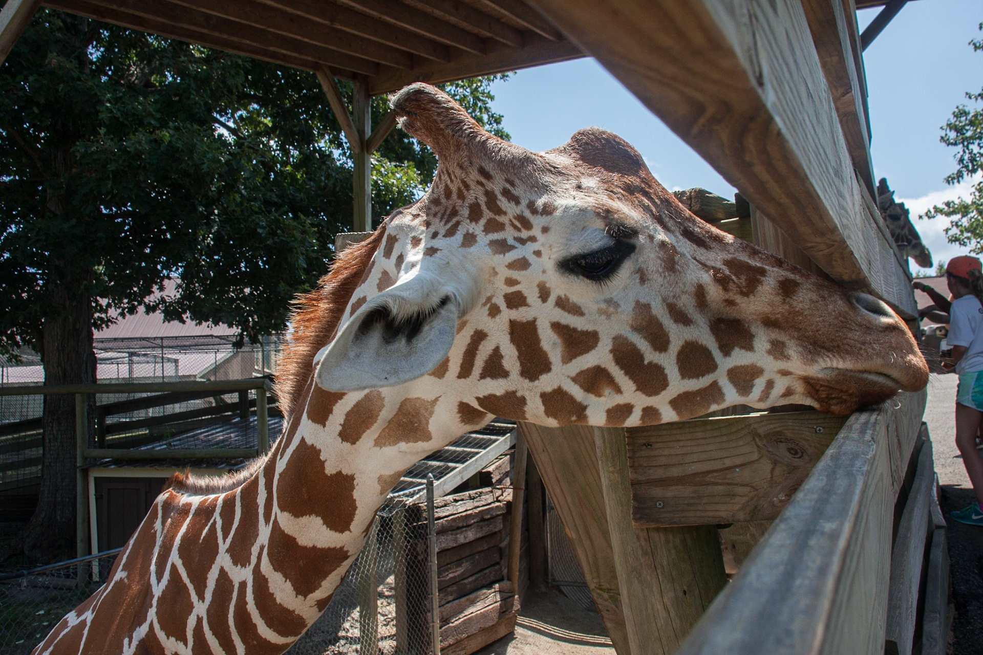 Mooching girafffe