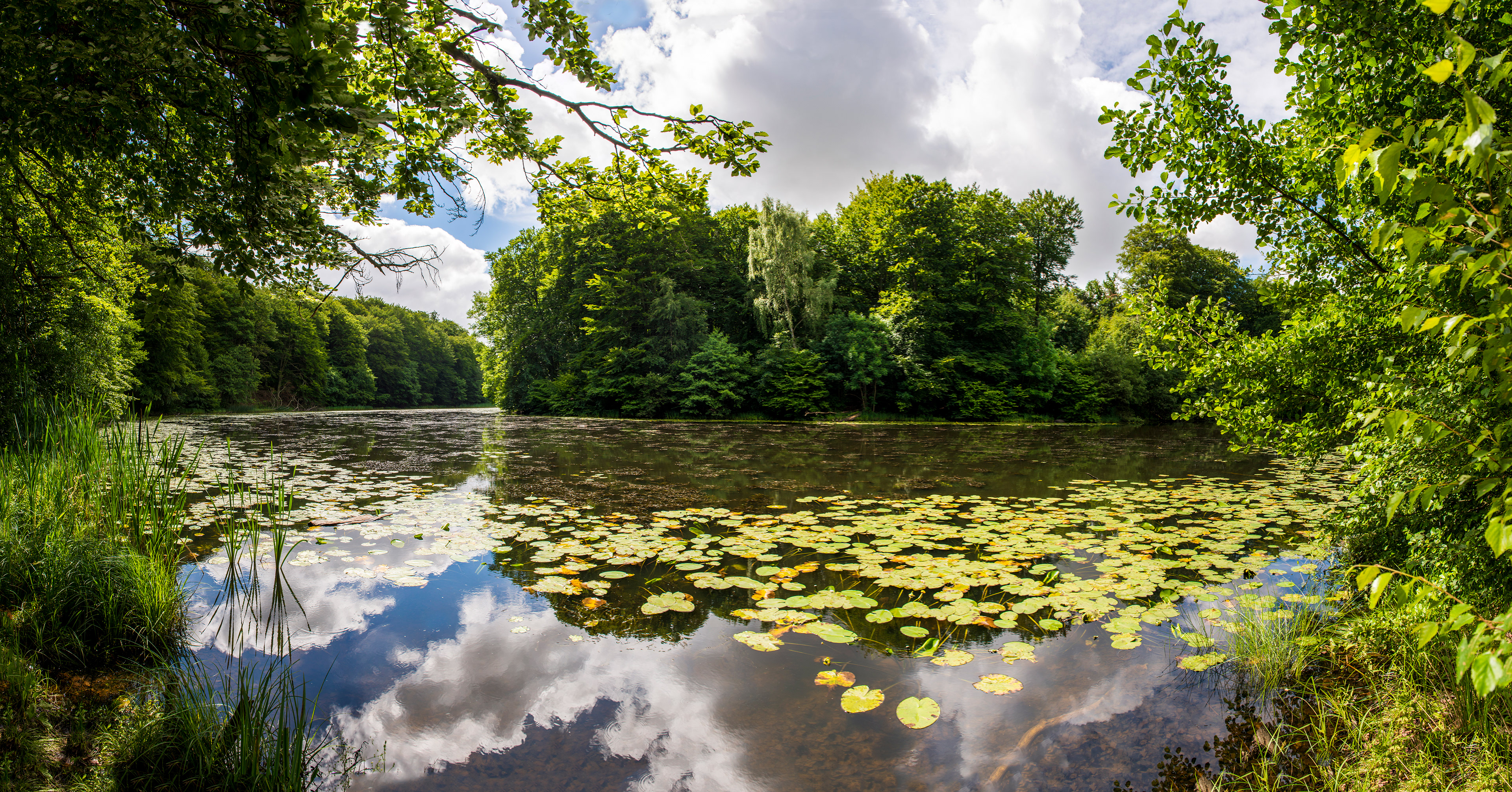 The Pond