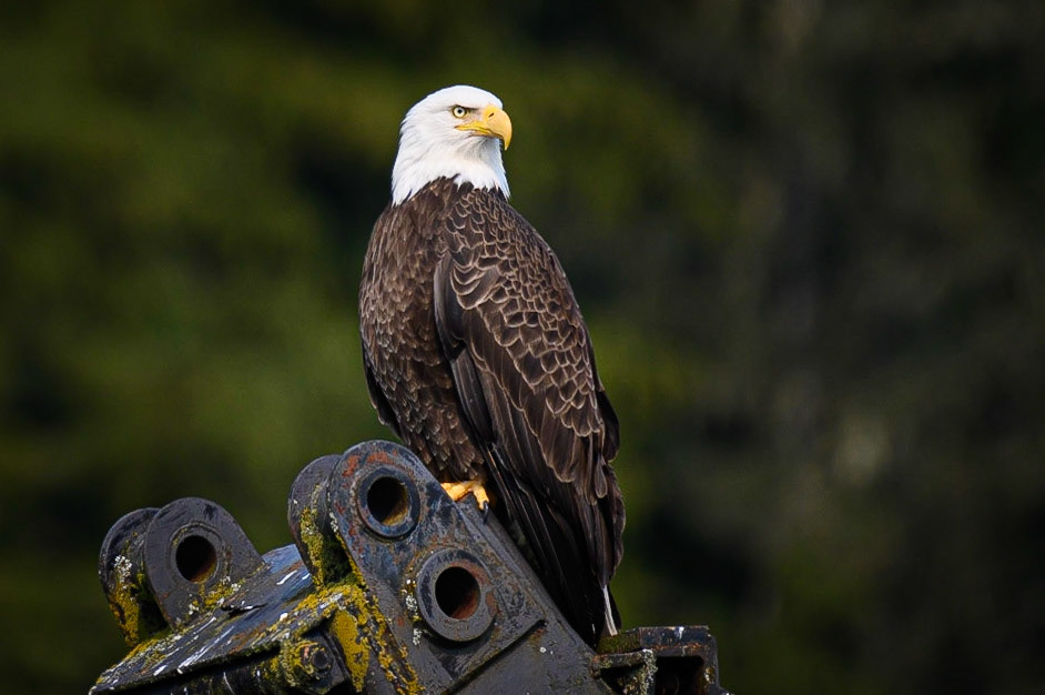 Bald eagle. Wrangell, Alaska