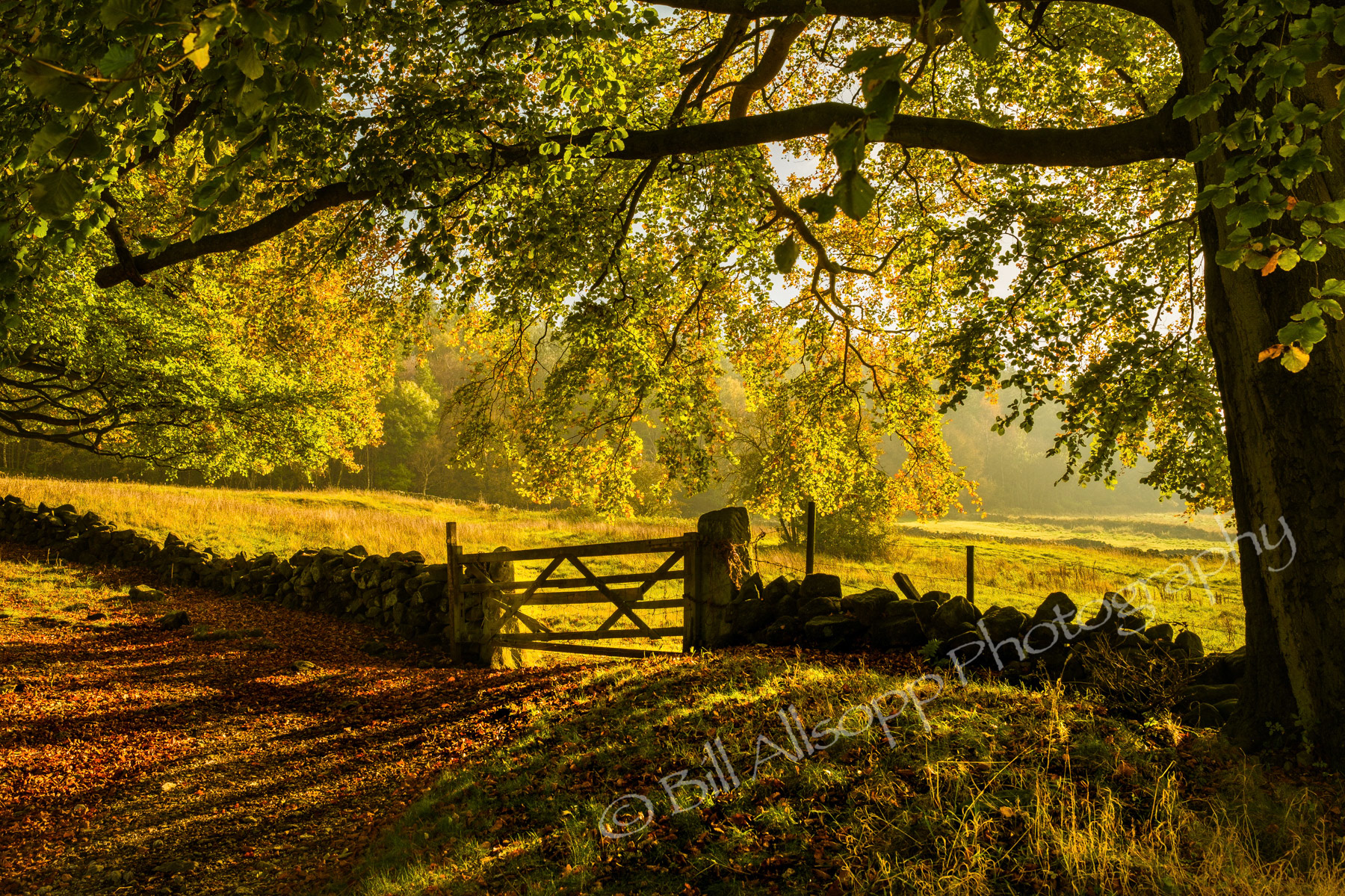 Autumn sunlight streams into a wood.