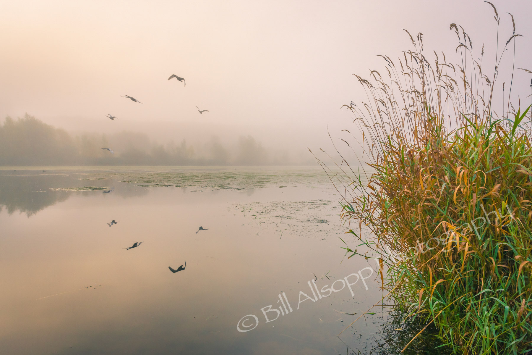 Swans take off from a lake on a misty morning.