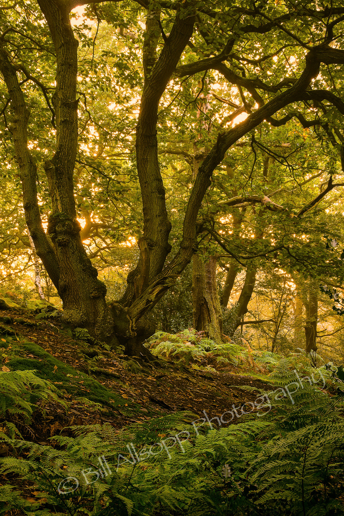 A large Oak tree in Swithland woods, part of the old Charnwood Forest.