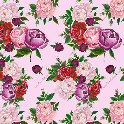 Peonies Pink