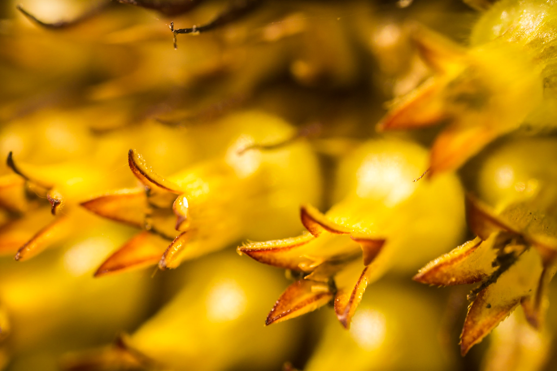 Sunflower seeds