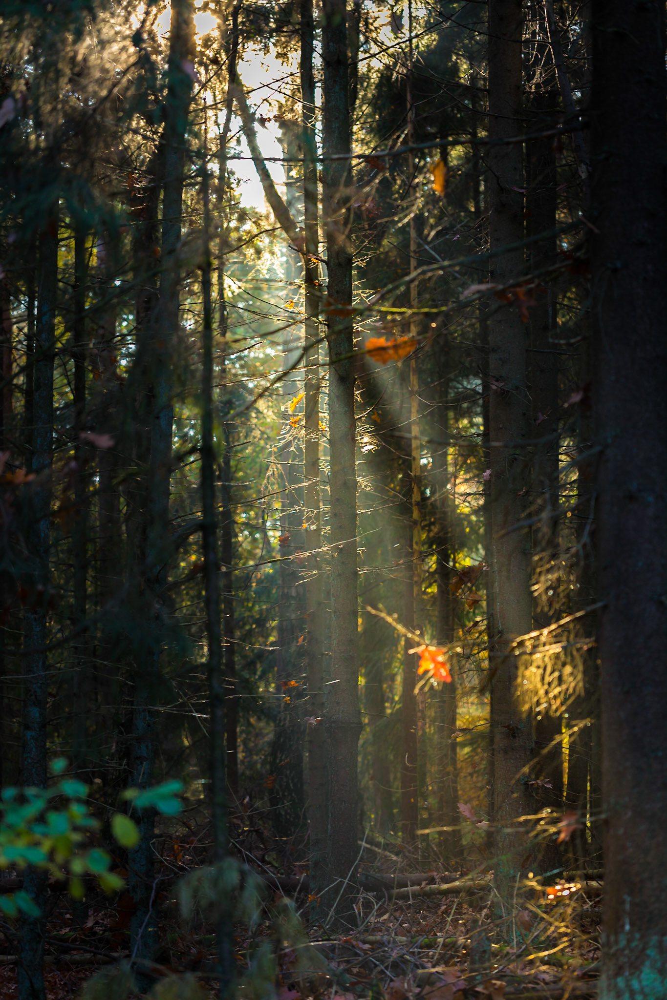 Goldenhour in the forest
