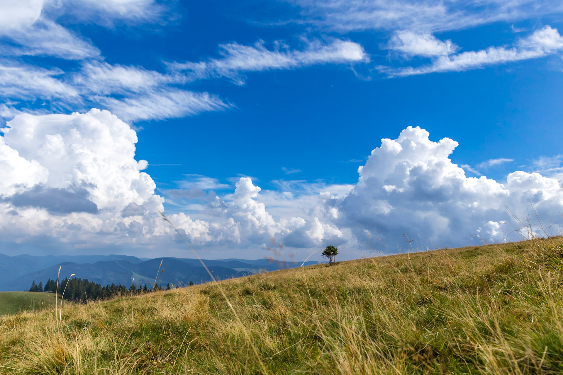 The lone tree