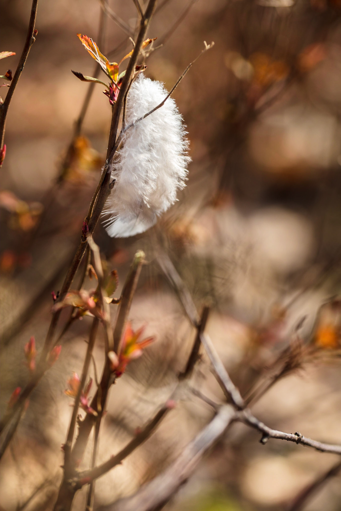 Feather resting