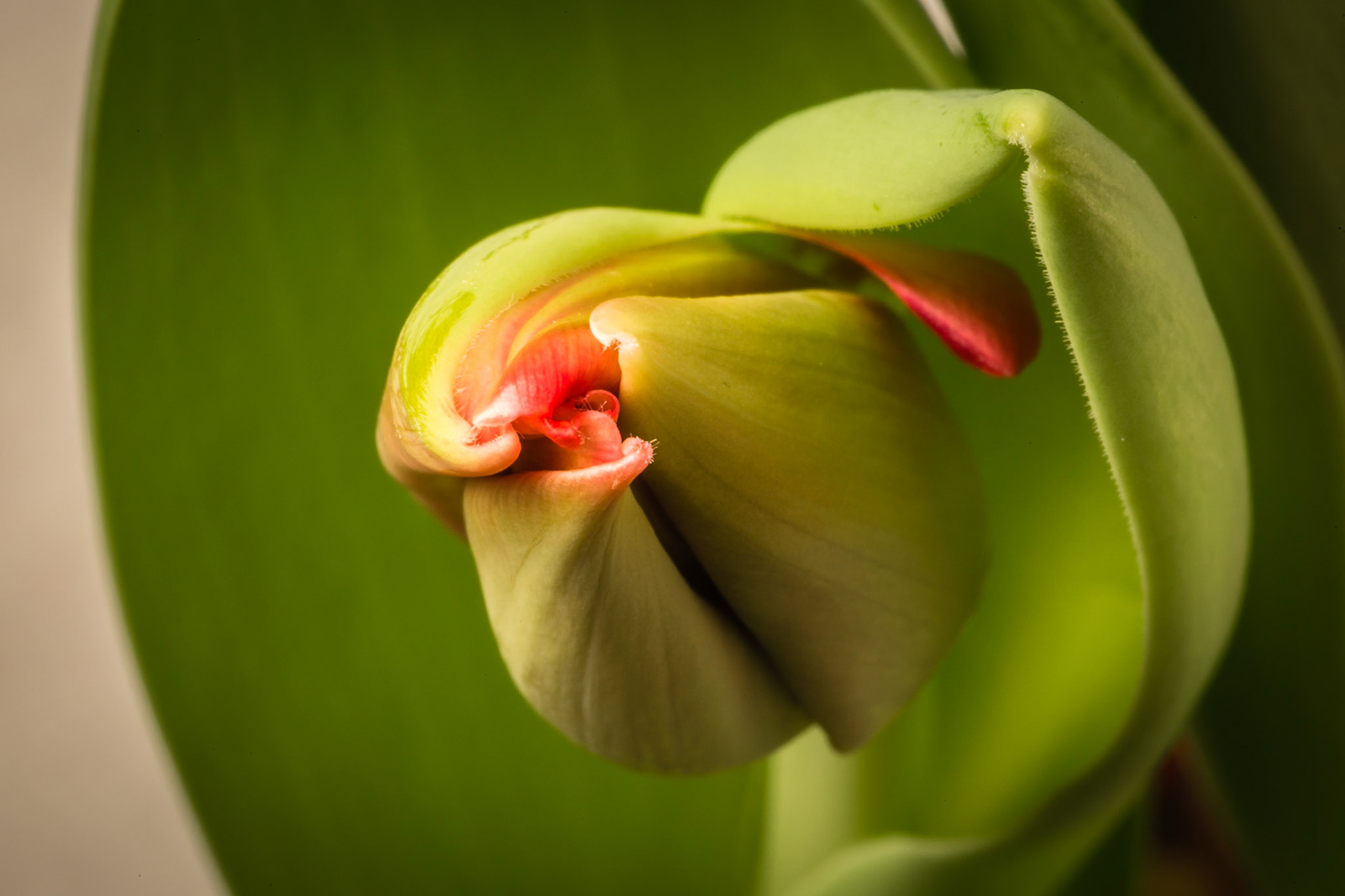 Fibonacci tulip