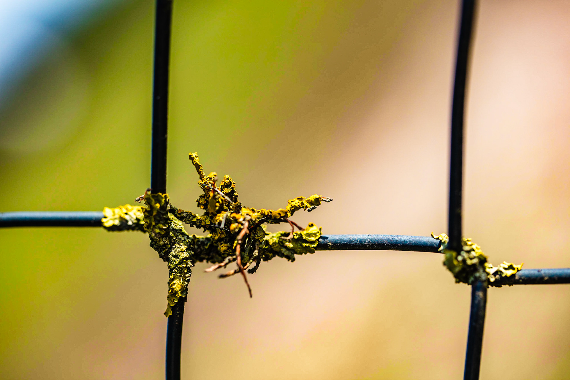 Mossed up fence