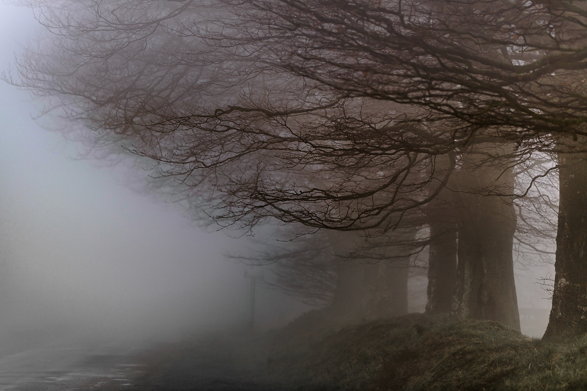 Fog through the trees