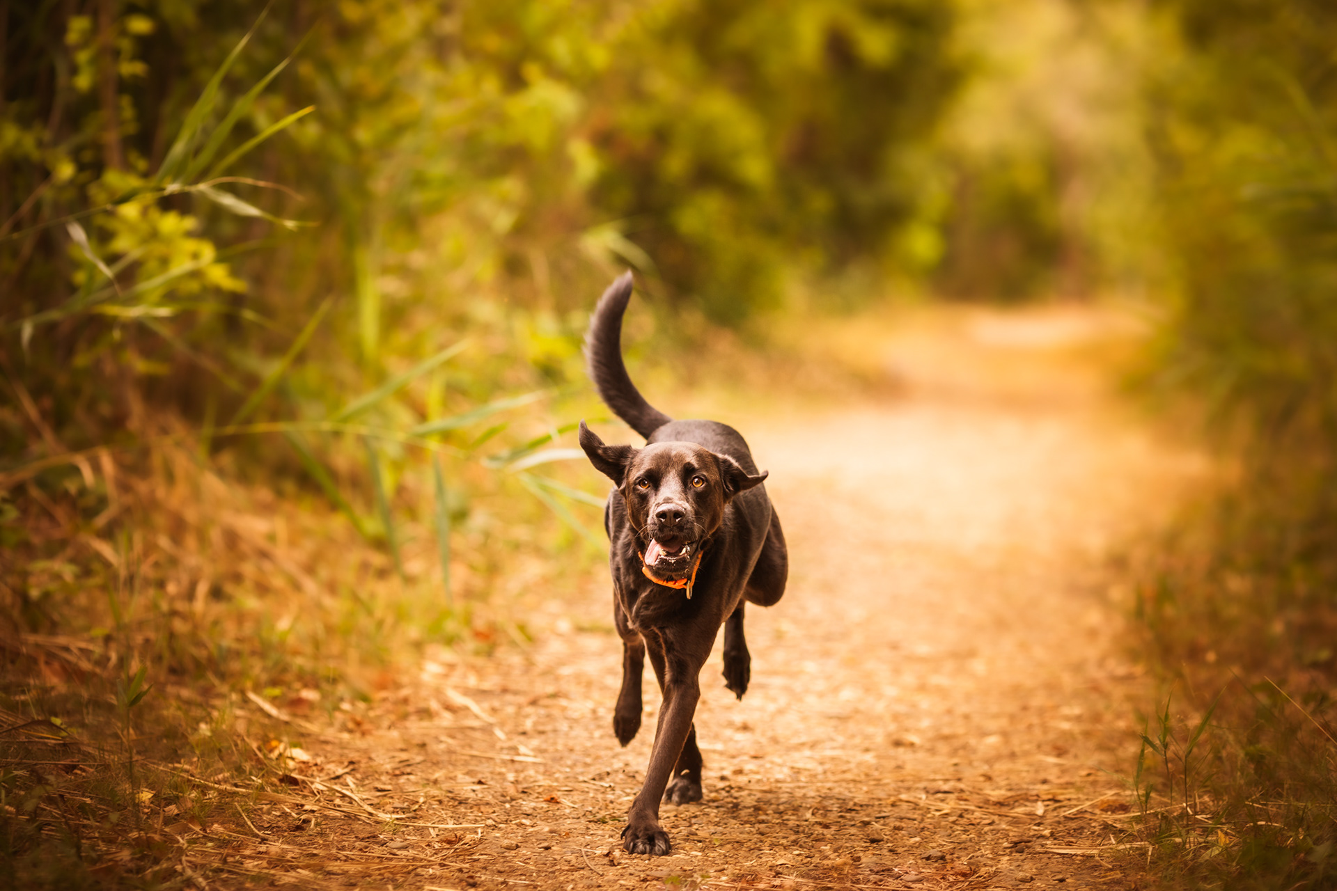 Lucky de hond op huisdiershoot.