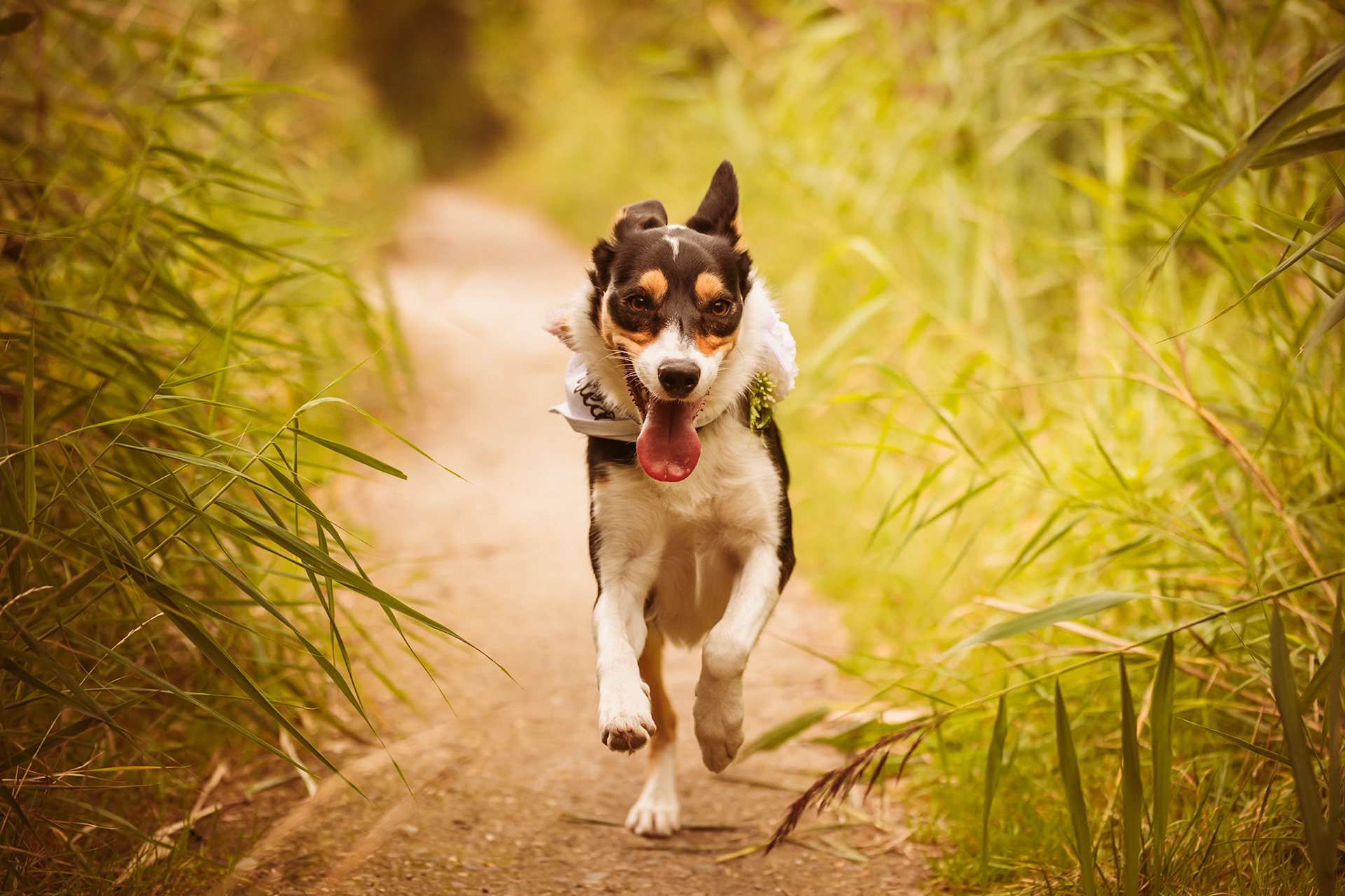 Zeer hard lopende hond op locatie :)