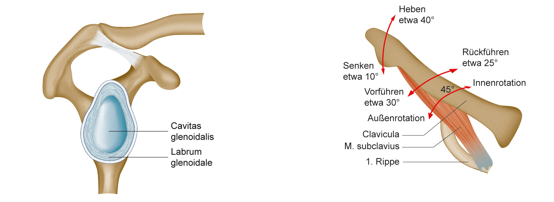 Stefan Dangl Physiotherapie Schulter
