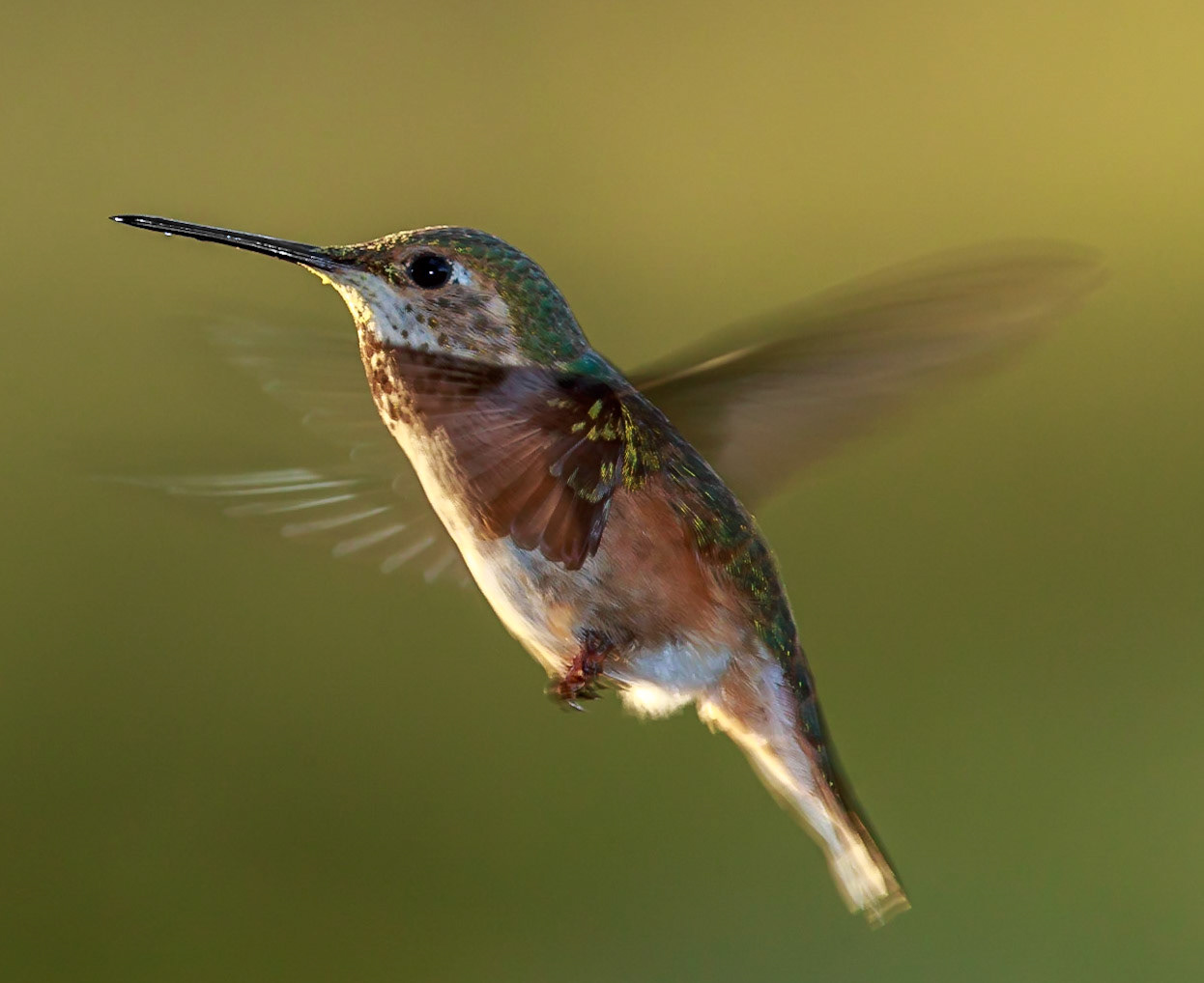 Fun with ambient and speedlight mix.