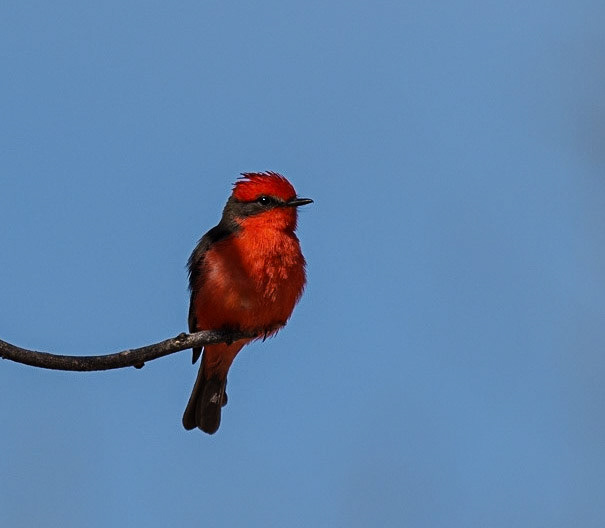 Vermilion Flycatcher