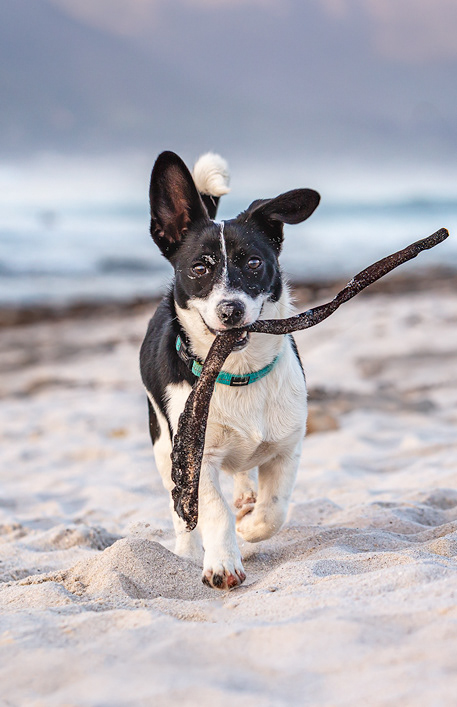 Lucy on Kommetjie Beach.