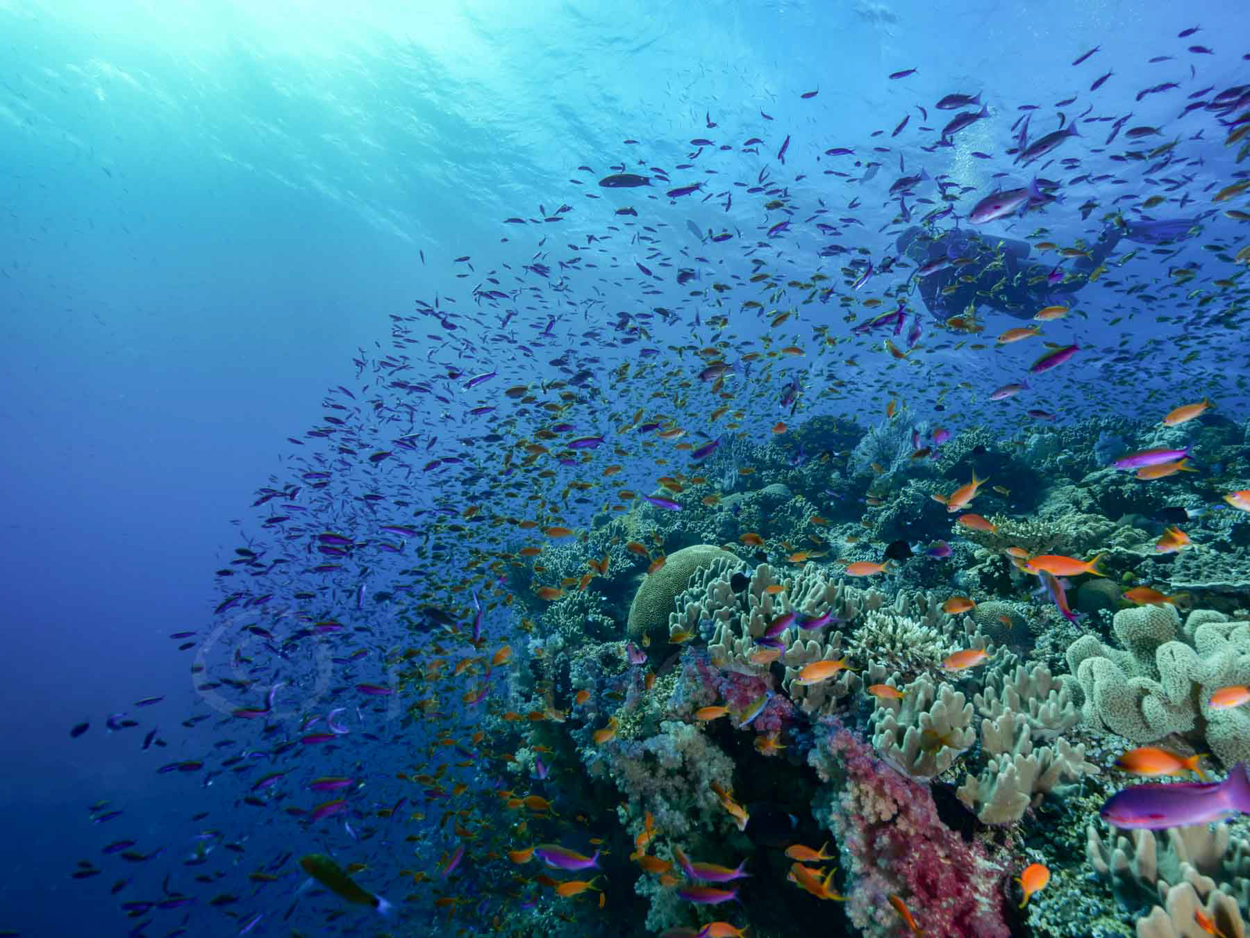amongst the anthias, Fiji