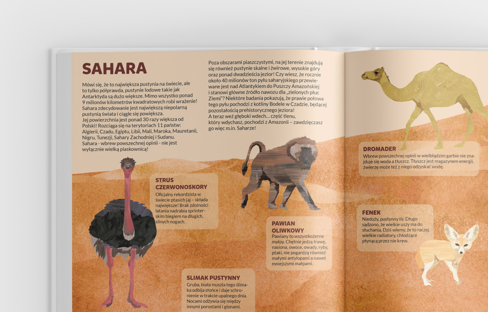 Justyna Styszyńska Illustrations - Sahara desert animals