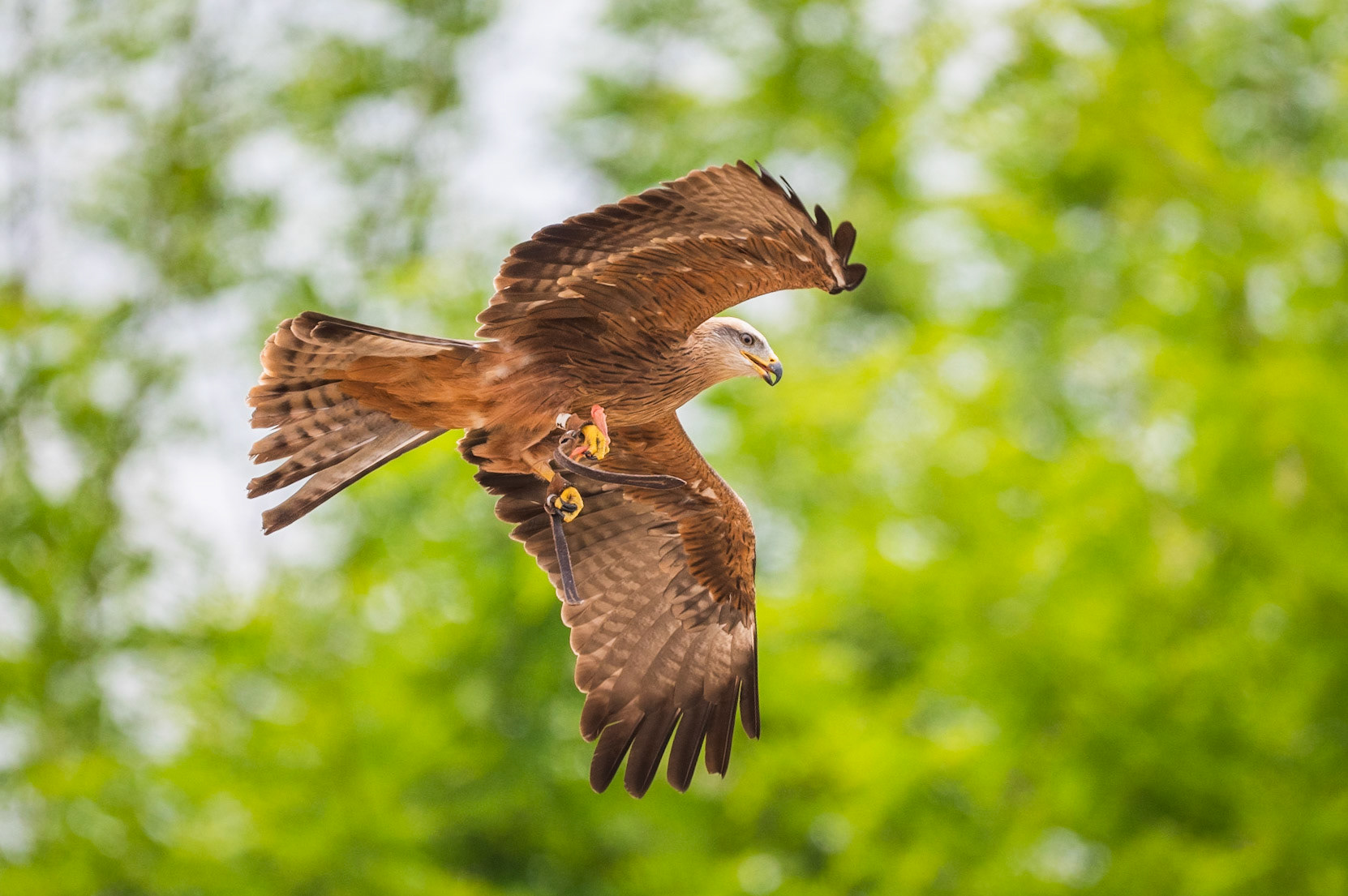 Zoo de Beauval