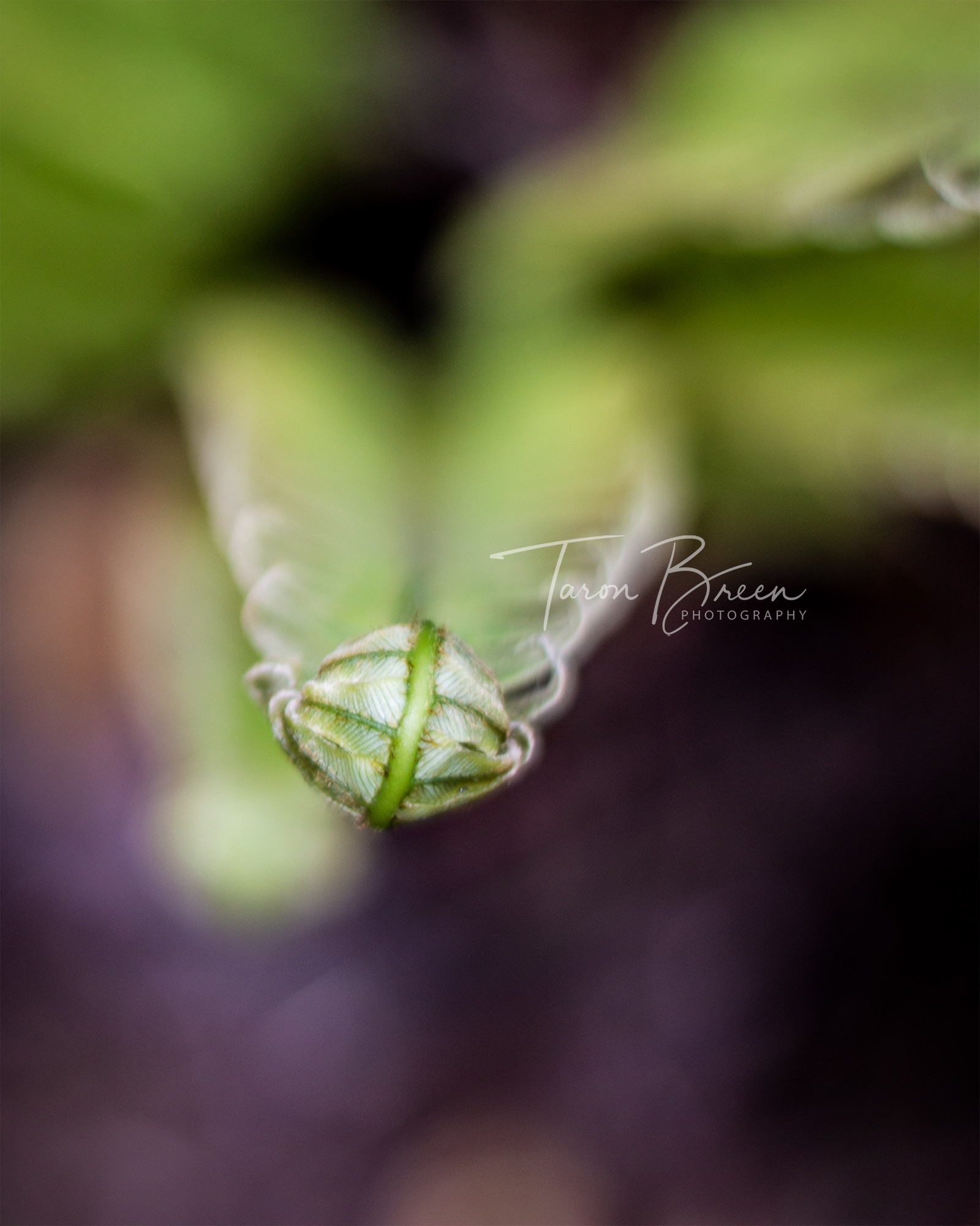 #9 | Plantlife | Ohakune | New Zealand