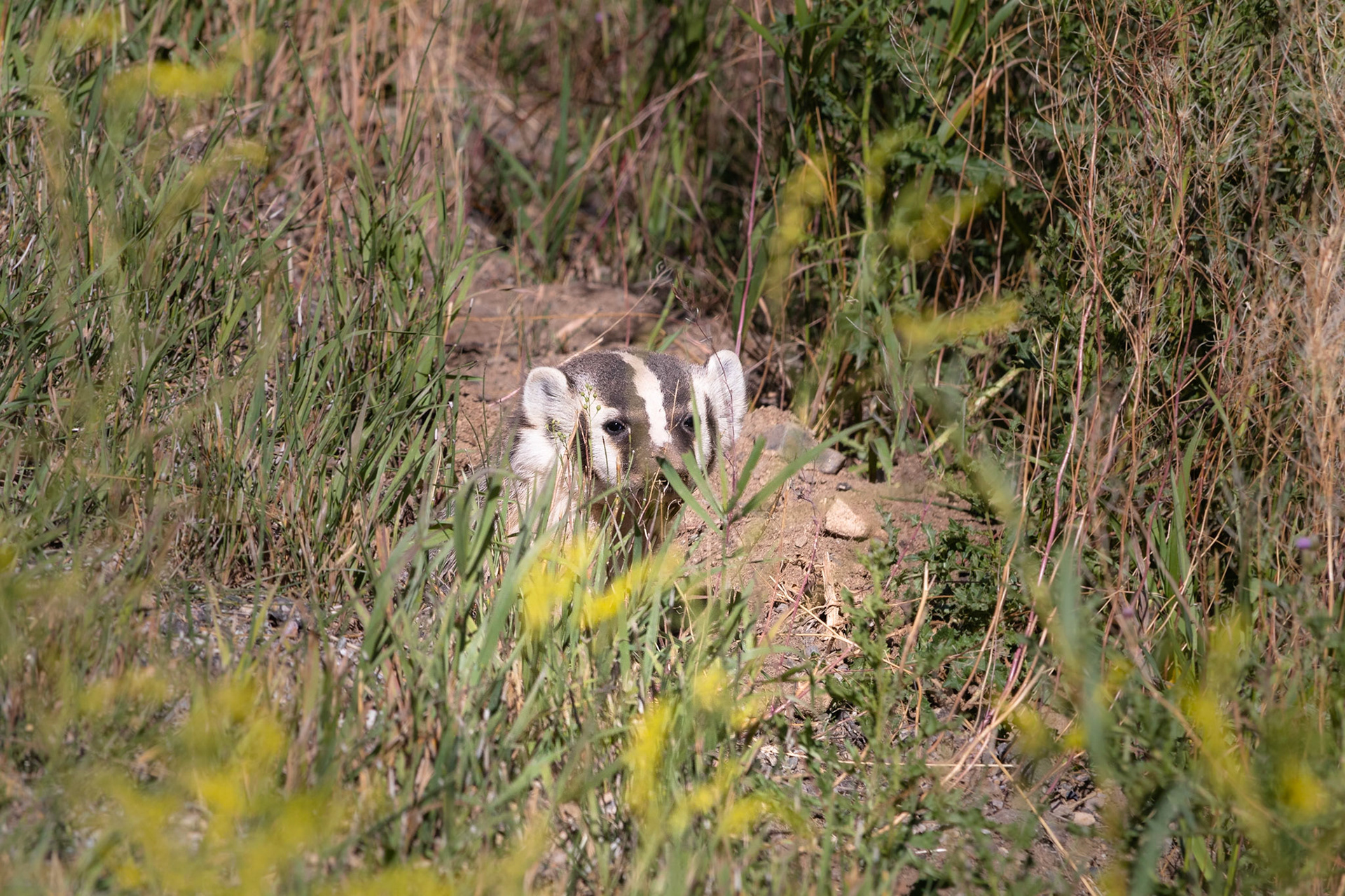 Zilverdas/American Badger (Taxidea taxus)