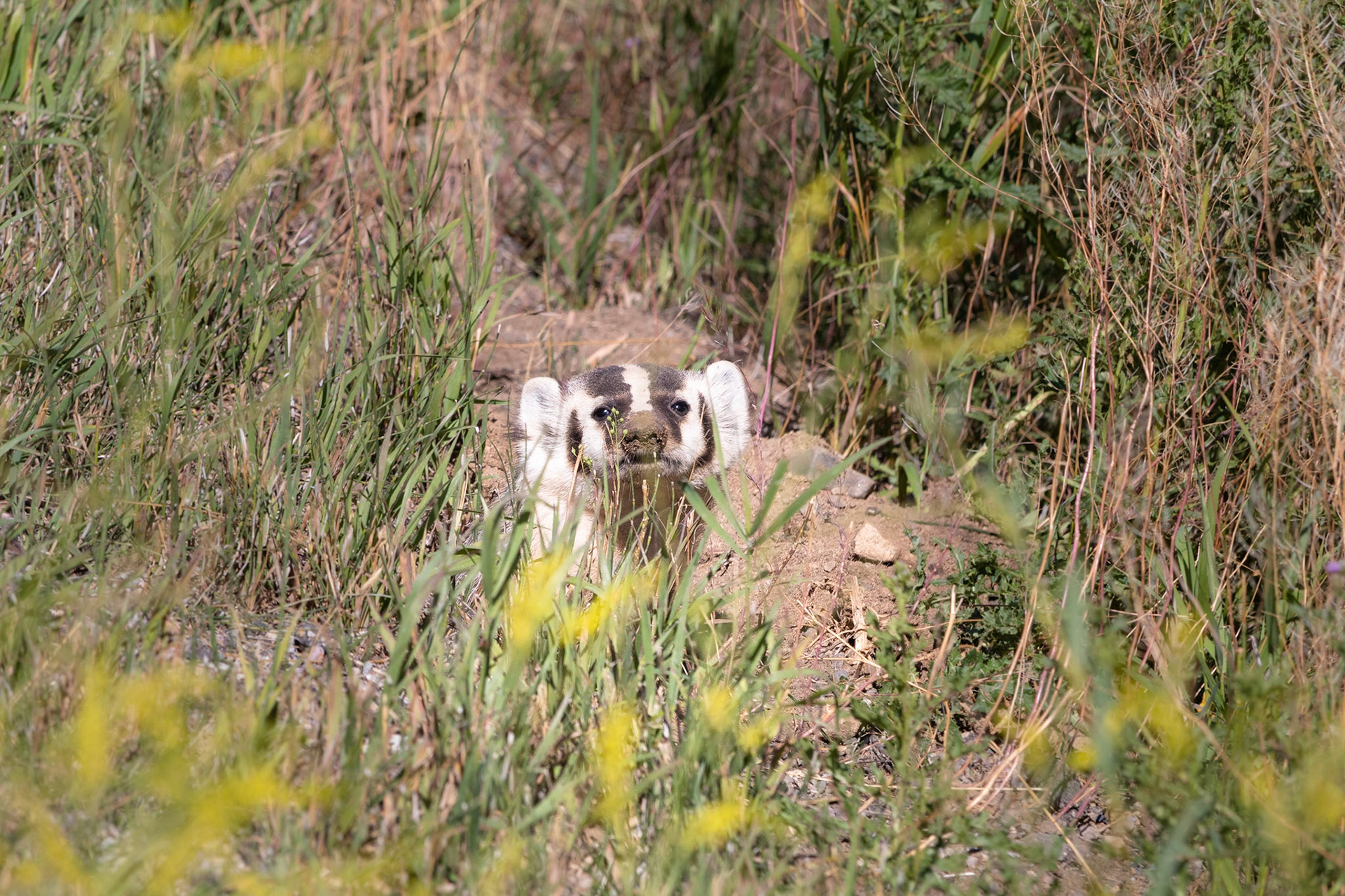 Zilverdas/American Badger (Taxidea taxus)