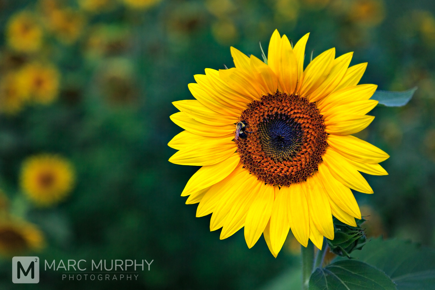 East Tennessee Yellow Sunflower with Honeybee and a Blurred Background with Green Leaves and Sunflowers