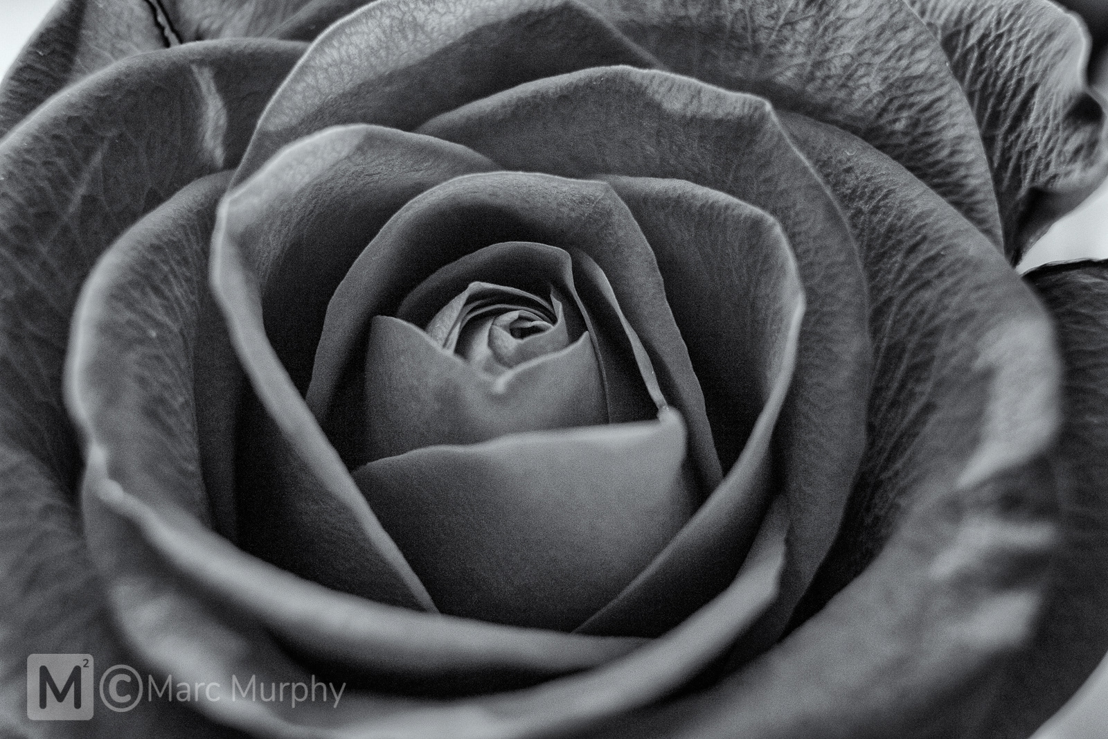 Up-Close Macro Black and White Rose Flower