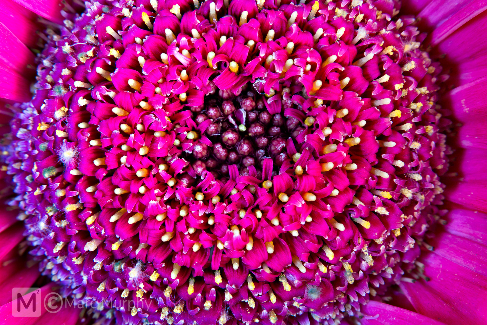 Close-Up Macro of the Center of a Pink, Purple and Magenta Flower