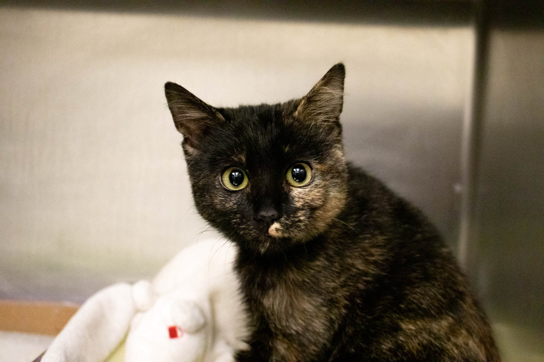Stray Cat Alliance- Los Angeles