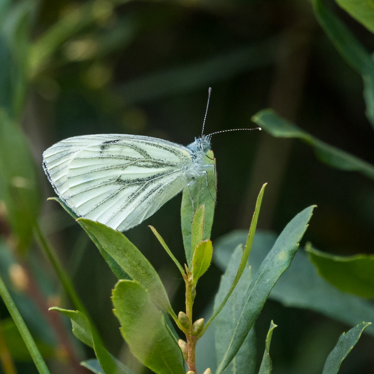 klein geaderd witje / small-veined white