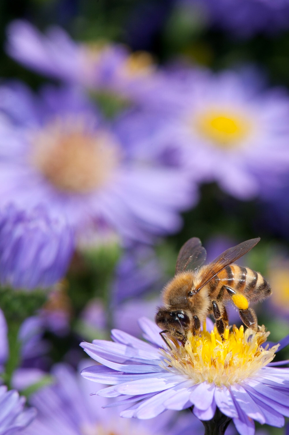 Apis mellifera. Asheville, NC.