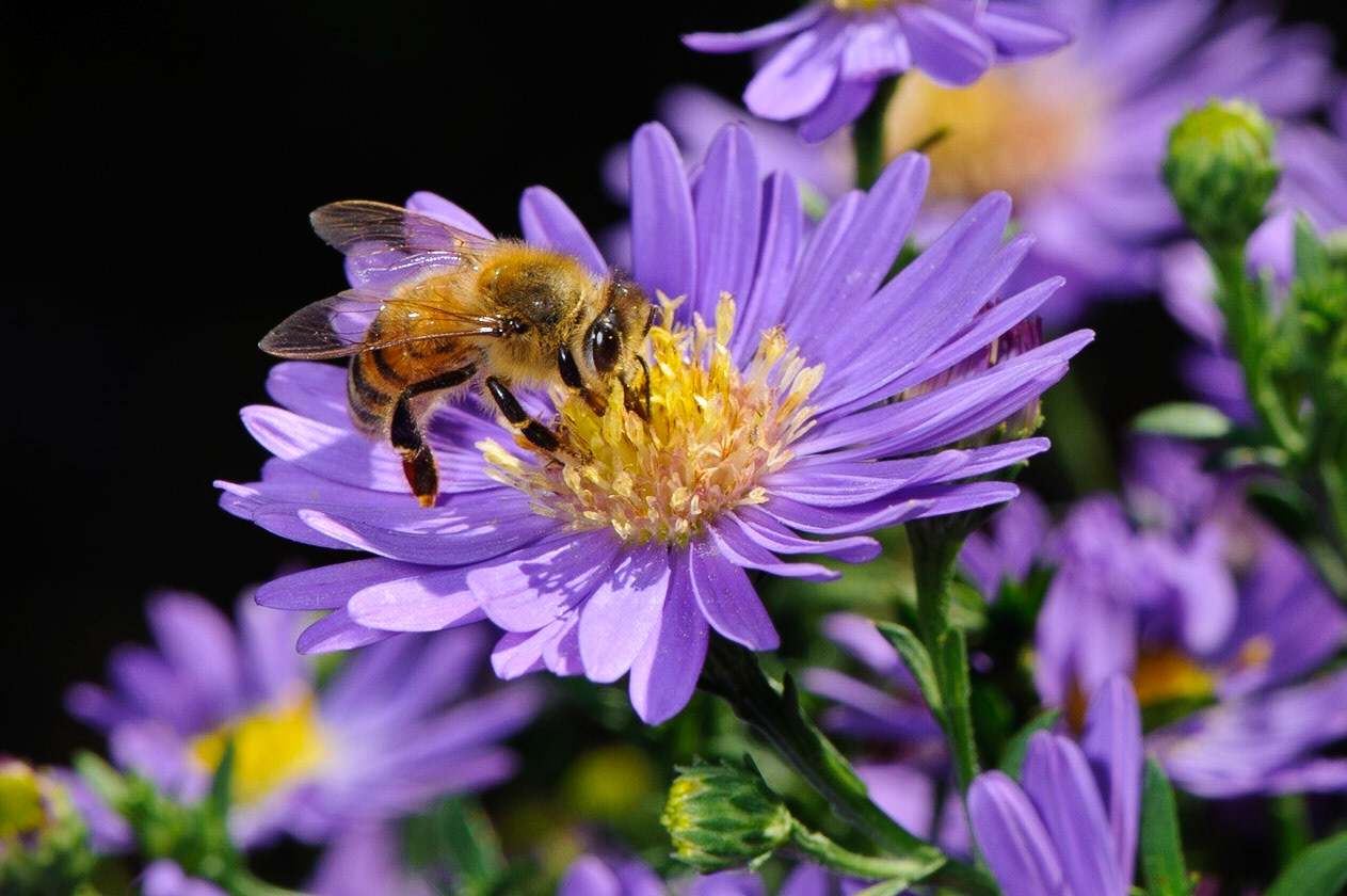 Apis mellifera. Asheville, NC.