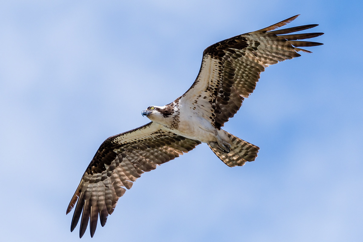 Andrew Boyden - Seal and Osprey