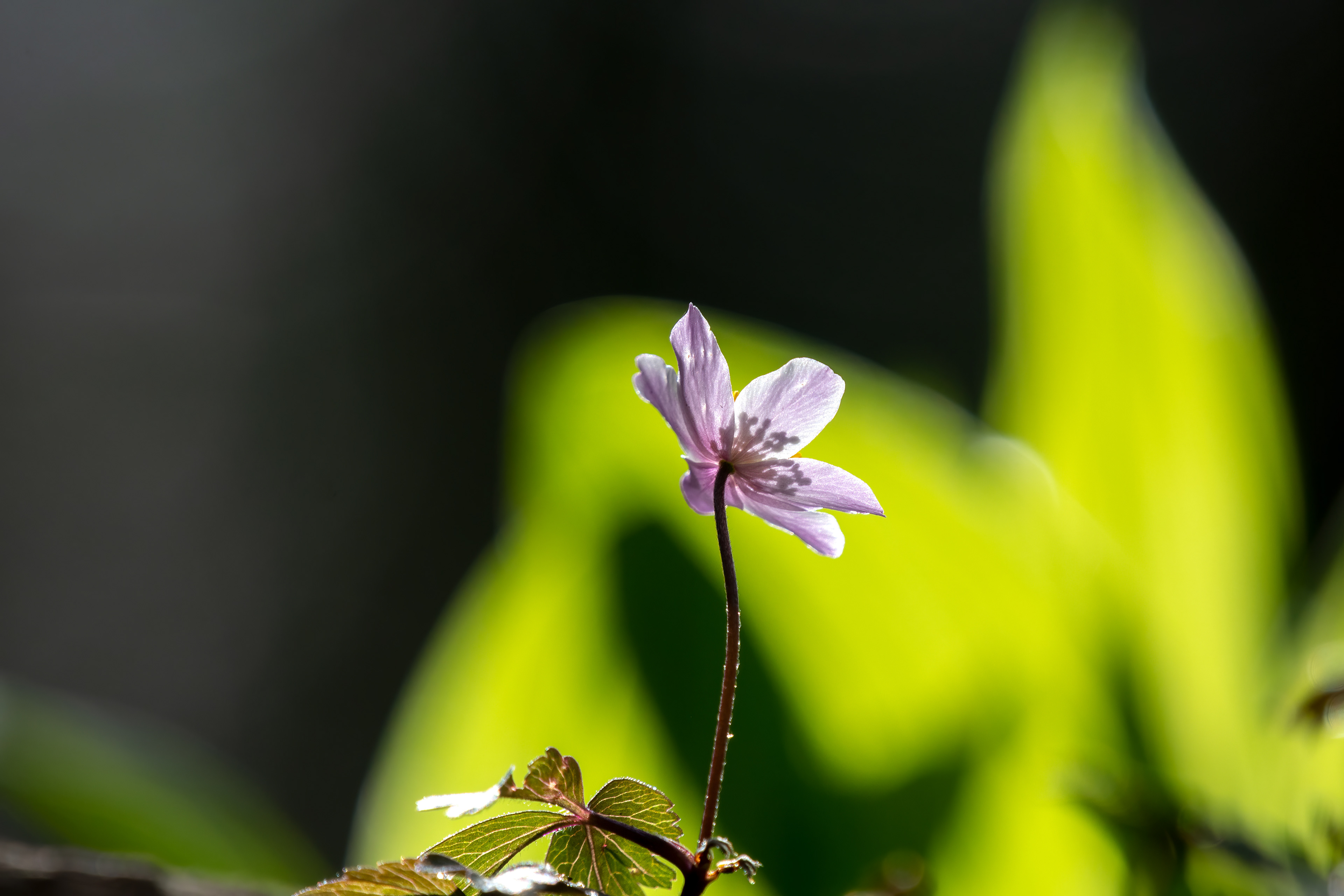 Anemone nemorosa