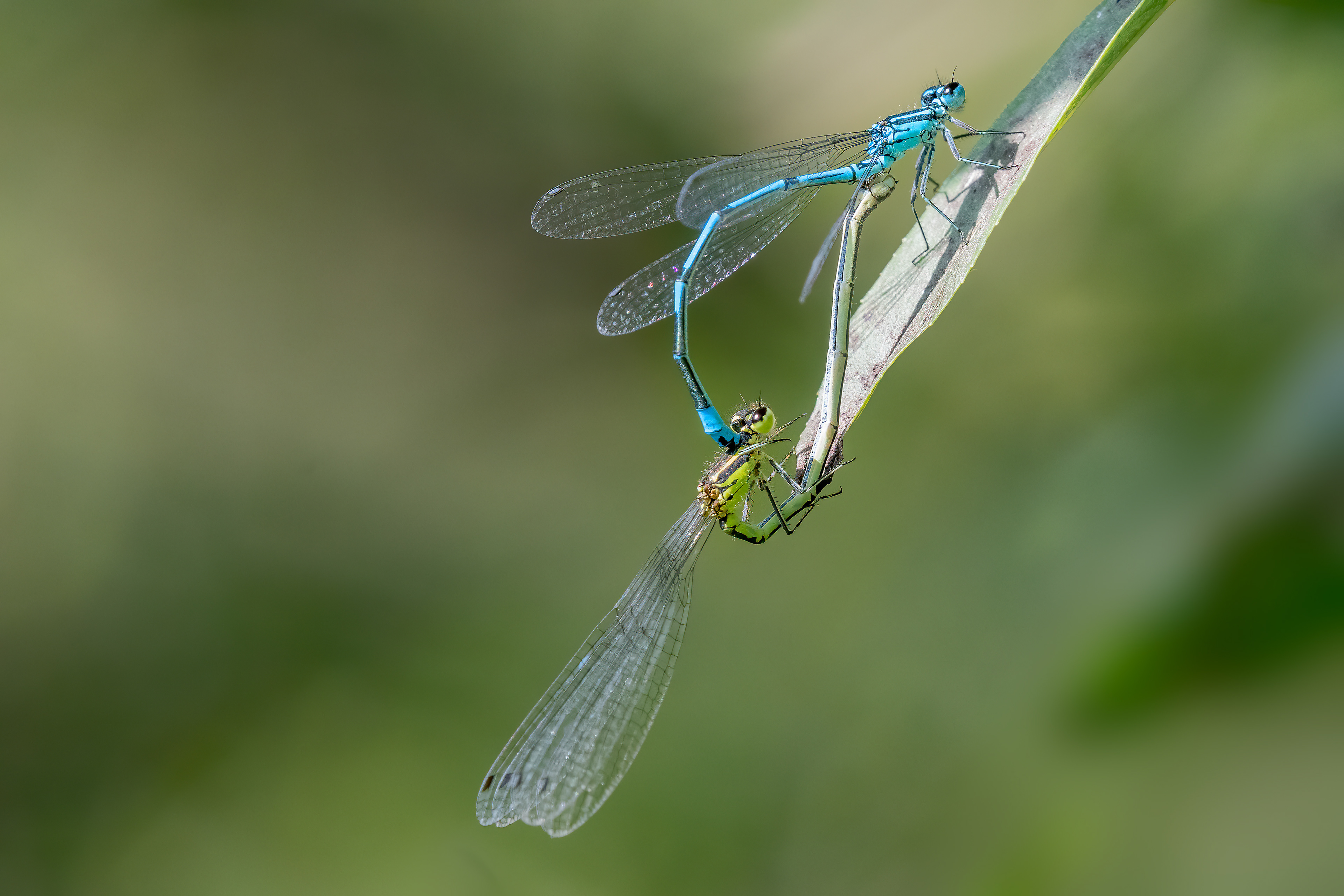 Agrion puella