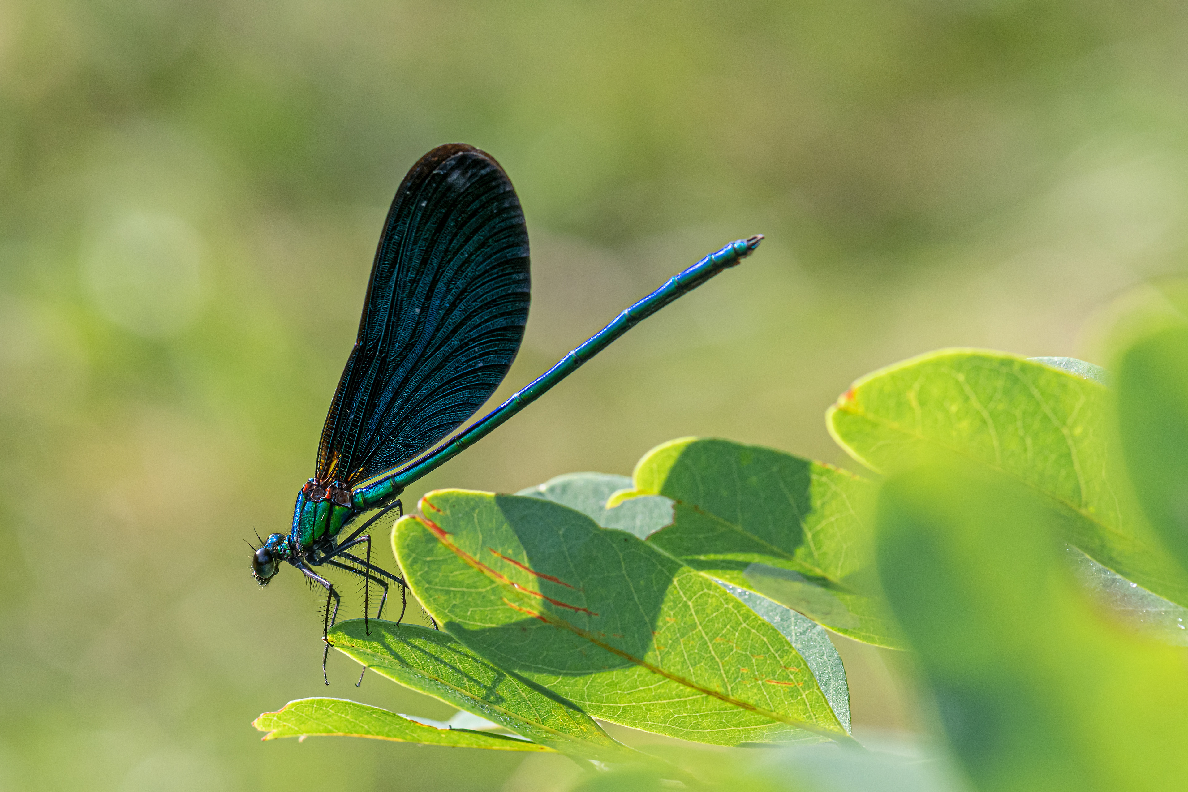 Agrion puella