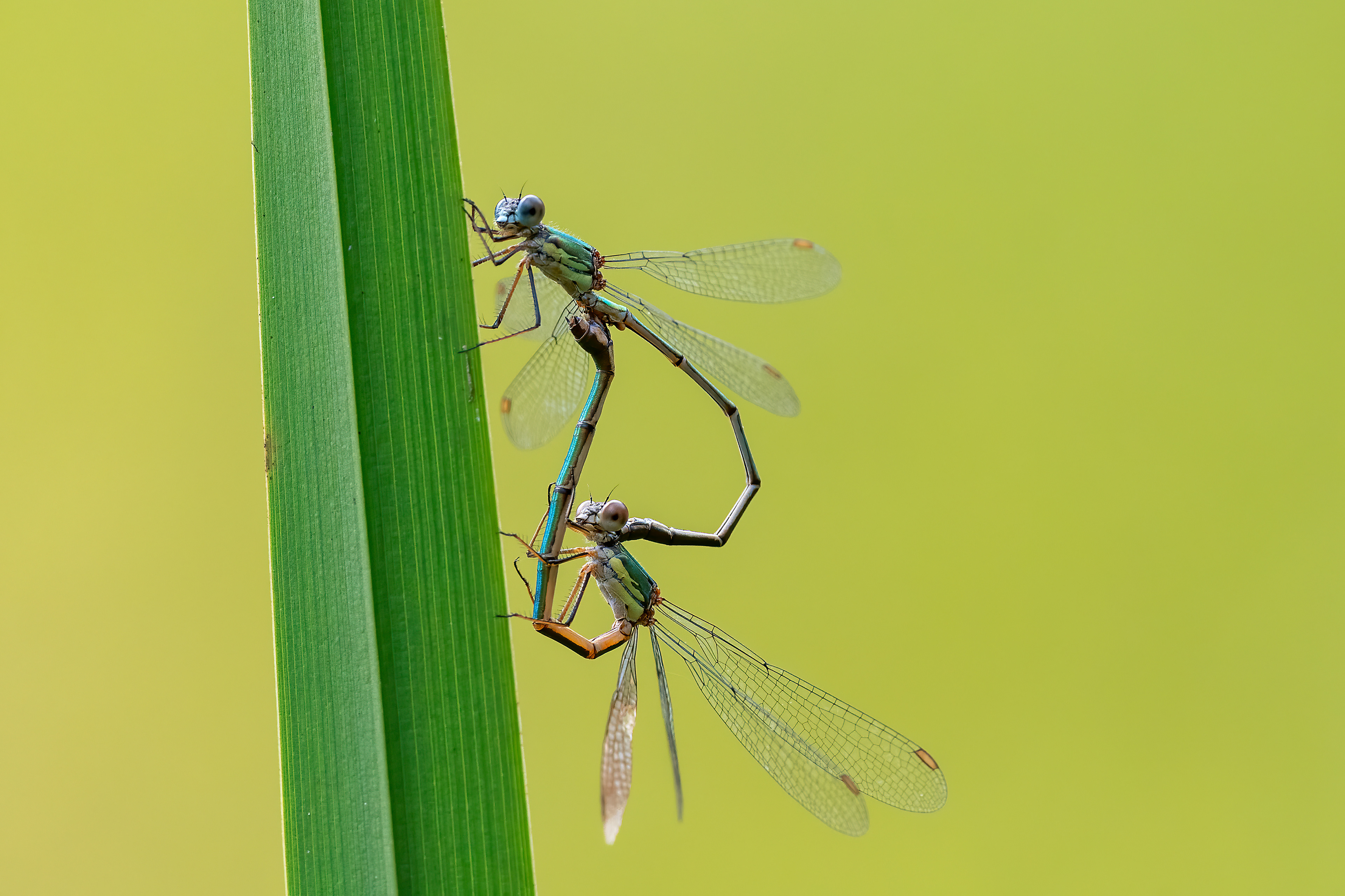 Lestes viridis